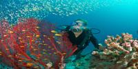 Dive into Adventure: Explore Jeddah's Top Scuba Diving Experiences in Saudi Arabia!